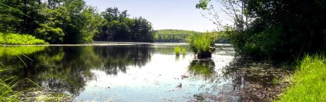 inglês em Wellesley com Language International