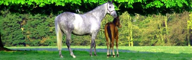 الإنجليزية في تشبنهام مع Language International