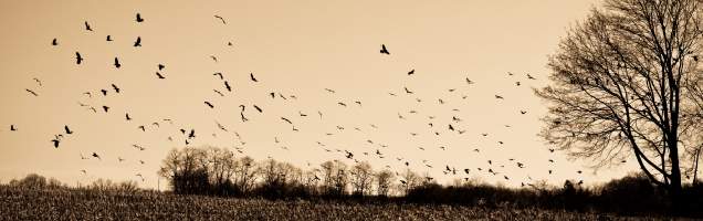 الإنجليزية في مونموث مع Language International