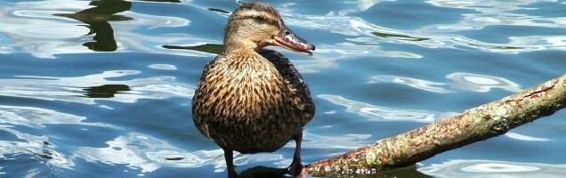 inglês em Wokingham com Language International