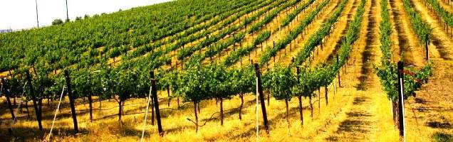 inglês em Livermore com Language International