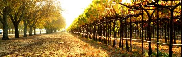 inglês em Napa com Language International