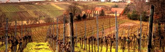 inglês em Landau in der Pfalz com Language International